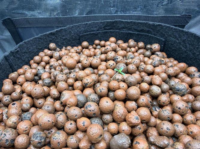 Orange Bud 2.0 - Dutch Passion. Week 0