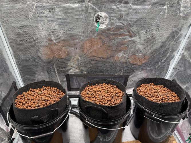 Orange Bud 2.0 - Dutch Passion. Week 0