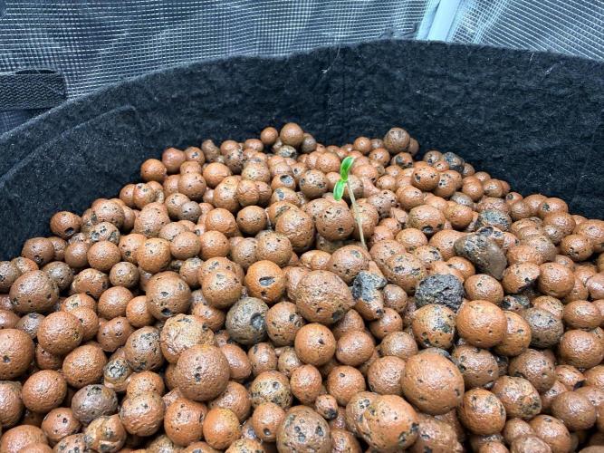 Orange Bud 2.0 - Dutch Passion. Week 0