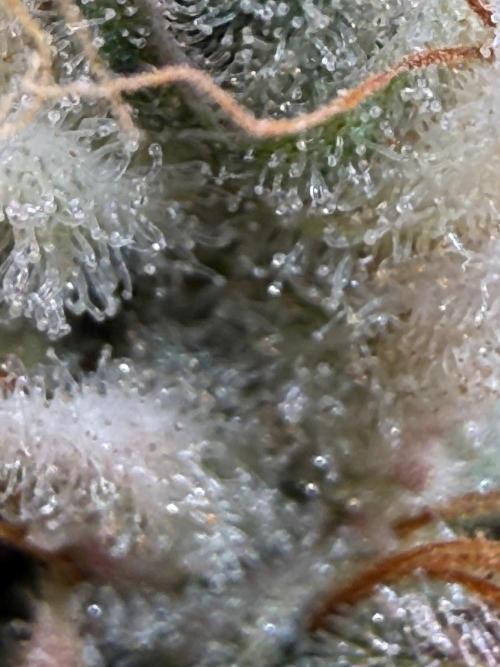 Jack Herer - Sensi Seeds. Week 13