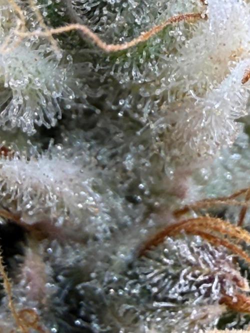 Jack Herer. Week 13