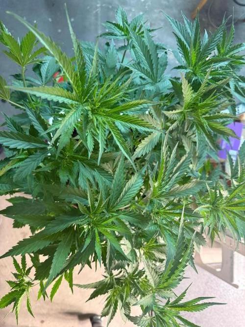 Jack Herer - Sensi Seeds. Week 4