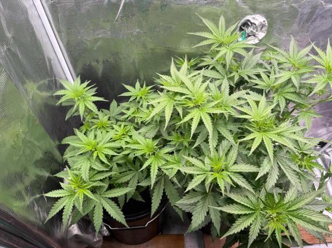Jack Herer - Sensi Seeds. Week 4