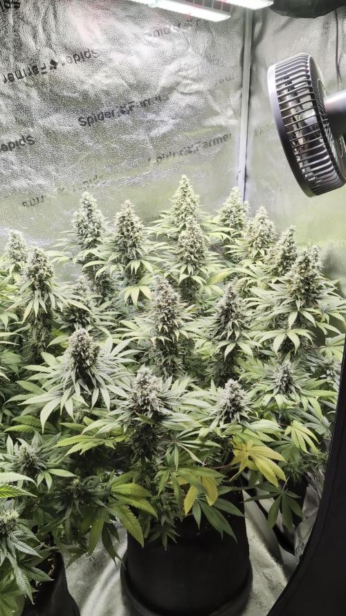 Purple Cookie+Sweet Cherry Kush