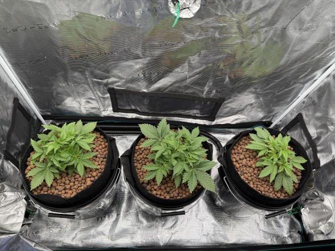 Super Skunk - Sensi Seeds - Hydro. Week 4