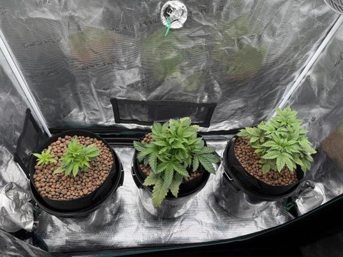 Melonade Runtz - Dutch Passion. Week 4