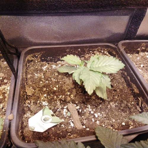 sweet S. O. G. Week 2 - Royal creamatic auto With mutazione 