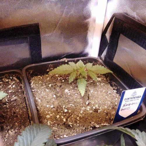 sweet S. O. G. Week 2 - Somango auto