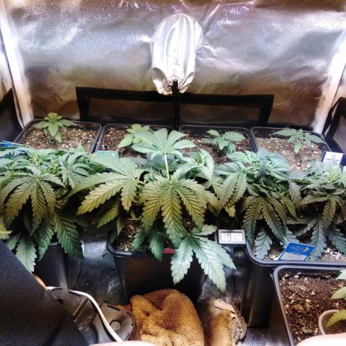 sweet S. O. G. Week 2 - Ck/zkittles/strawberry banan glue 