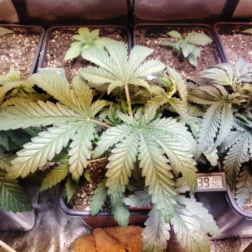sweet S. O. G. Week 2 - Sweet zkittles
