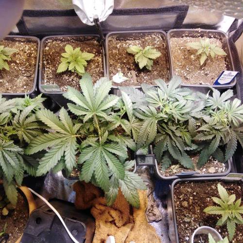 sweet S. O. G. Week 2