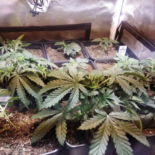 sweet S. O. G. Week 2