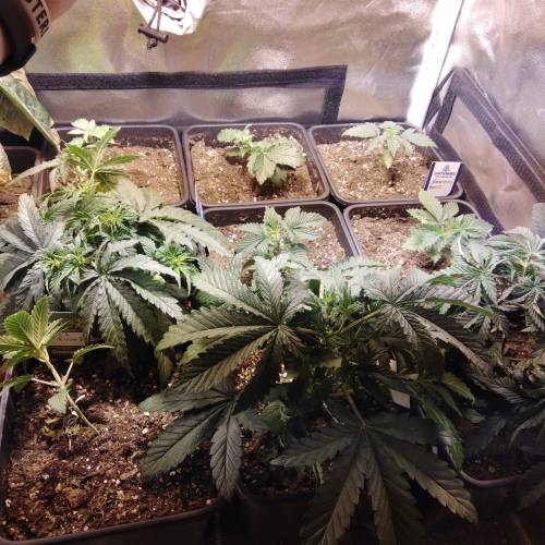 sweet S. O. G. Week 2