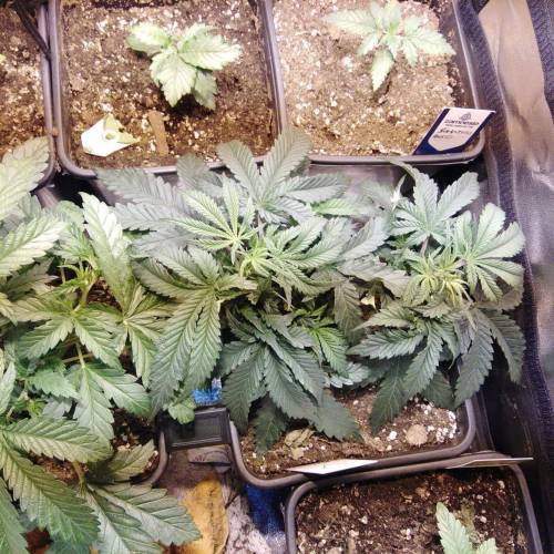 sweet S. O. G. Week 2 - Strawberry banana glue