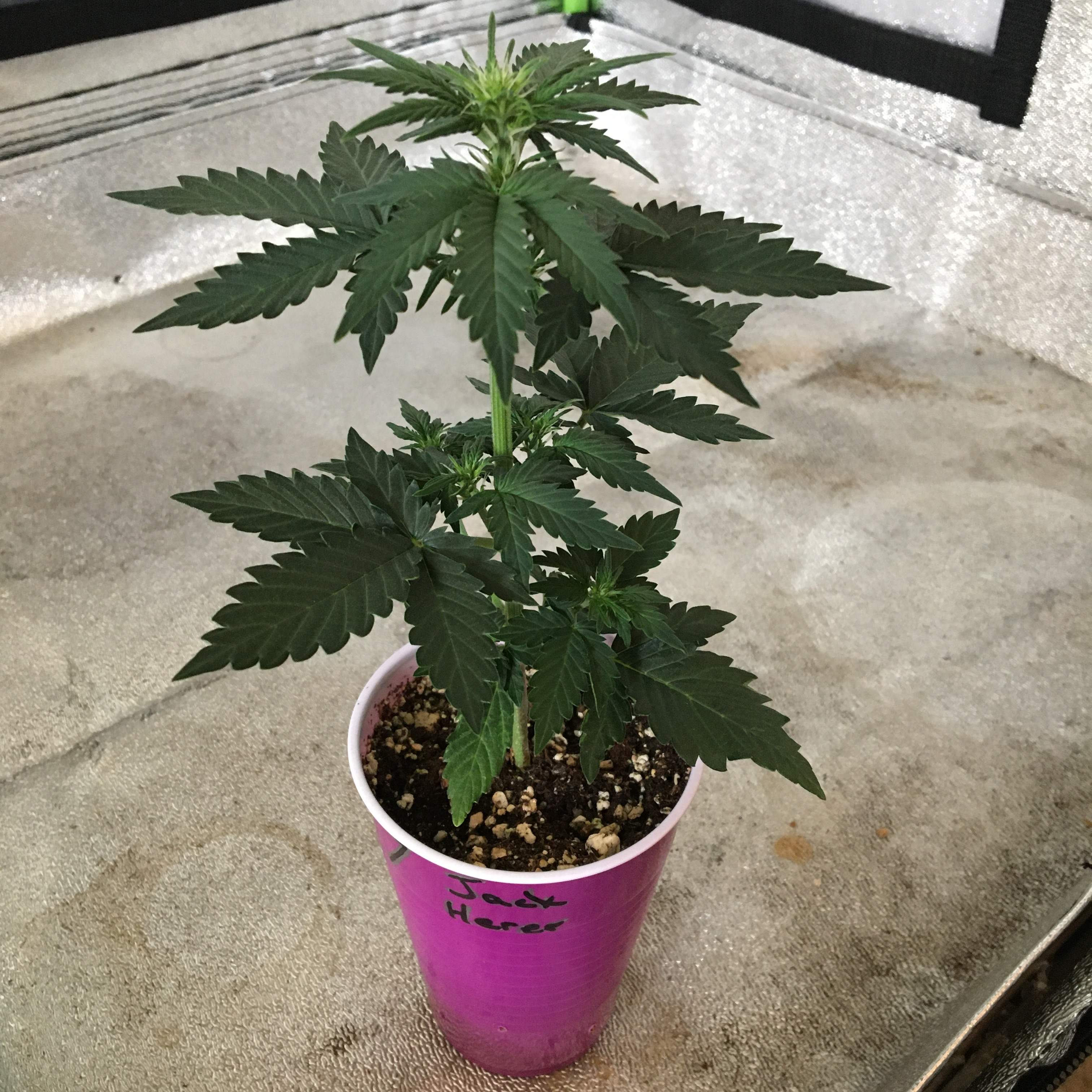 Fast Buds Jack Herer Auto grow diary (journal) week4 by Removed