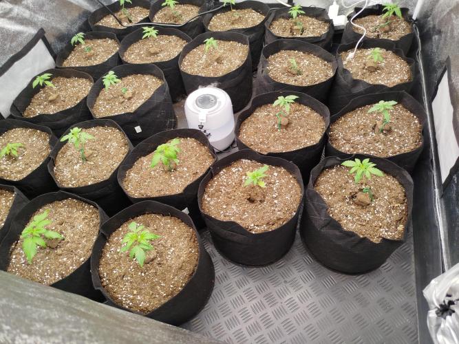 Hahahaha. Week 1 - 2. Week