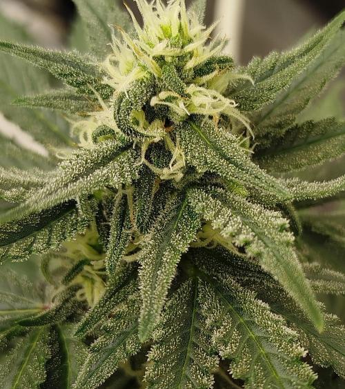 Hahahaha. Week 6 - Hmm
