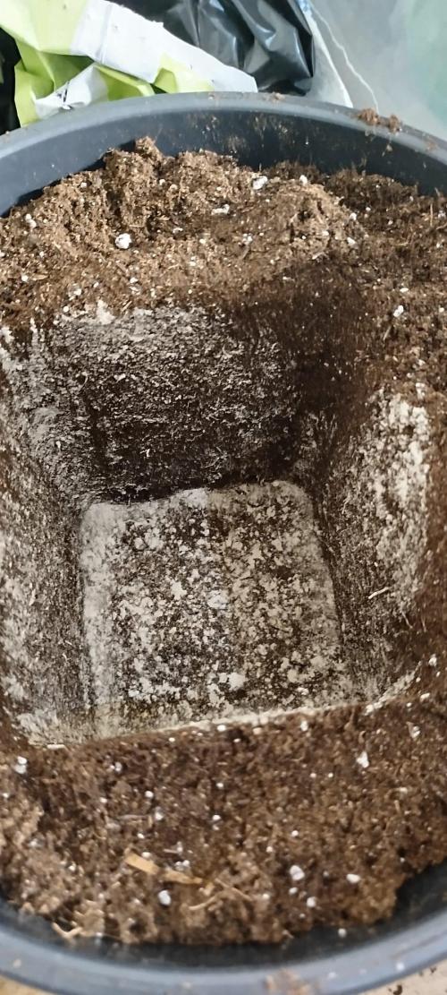 Hahahaha. Week 9 - 2.Milky Dreams