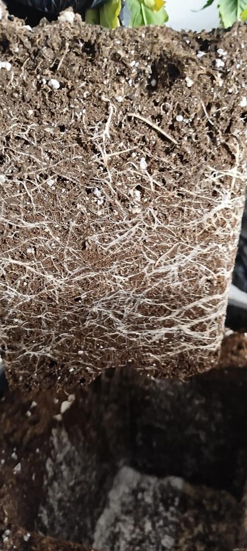 Hahahaha. Week 9 - 2.Milky Dreams