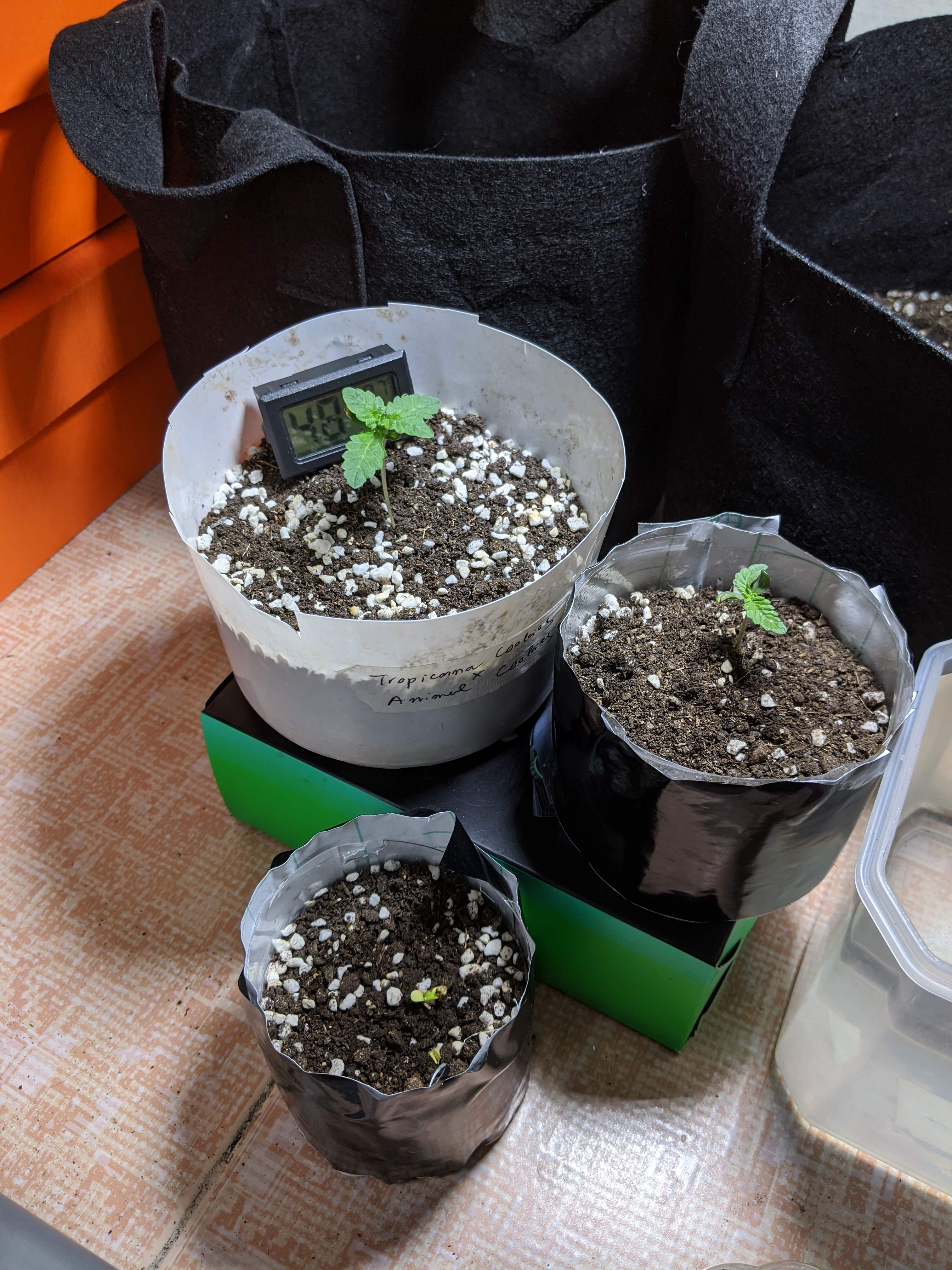 Ripper Seeds Tropicana Cookies x Animal cookies grow diary (journal