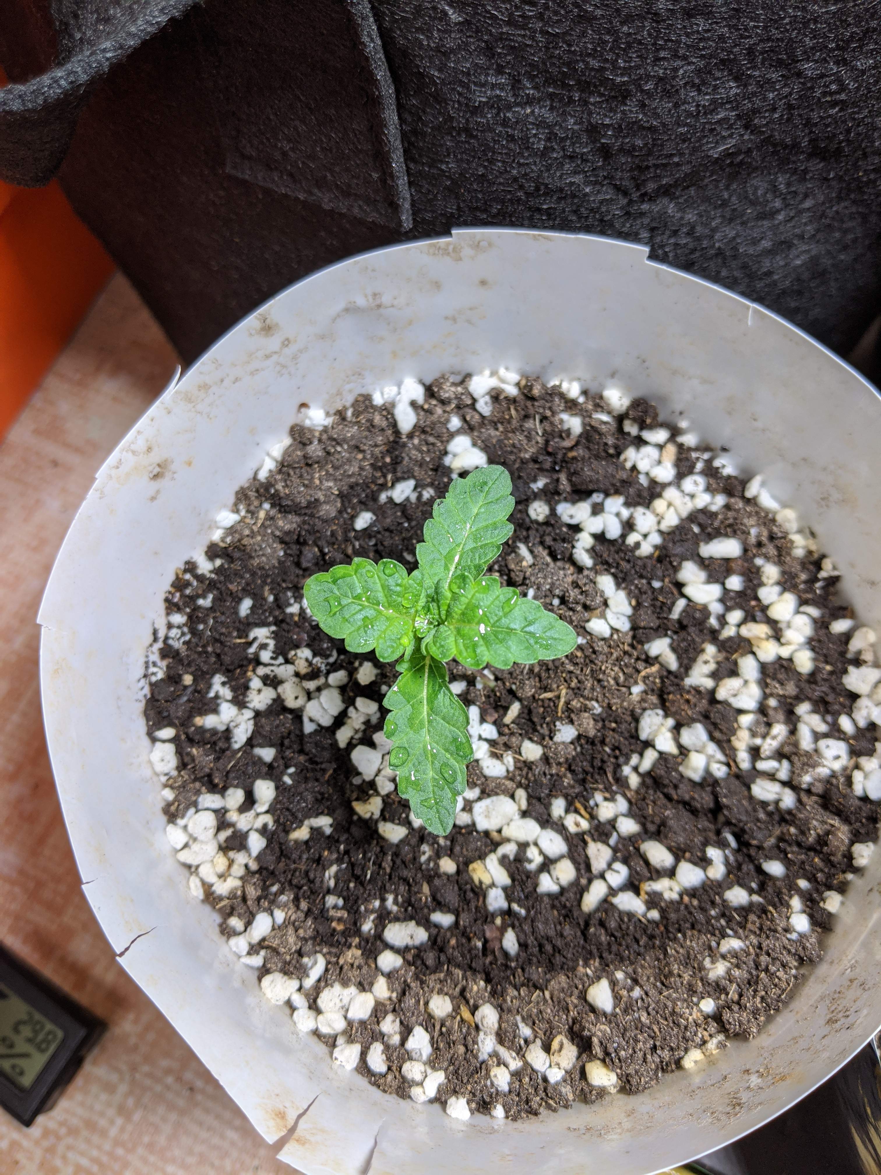 Ripper Seeds Tropicana Cookies x Animal cookies grow diary (journal