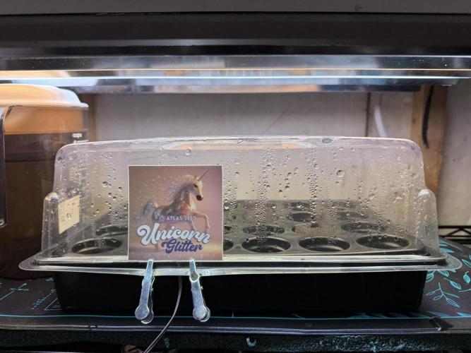 Unicorn Glitter RDWC. Week 0 - It begins. Seeds put in Root Riot cubes 1.22.26