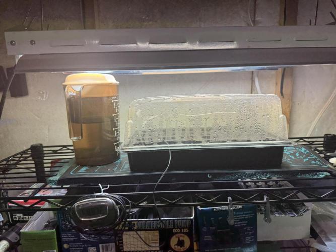 Unicorn Glitter RDWC. Week 0 - Germination setup, weak veg nutrient solution in the pitcher, to add if needed.