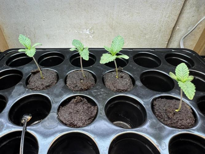 Unicorn Glitter RDWC. Week 0 - So far so good, seed #5 is still in there. It's dead to me. 1.29.26