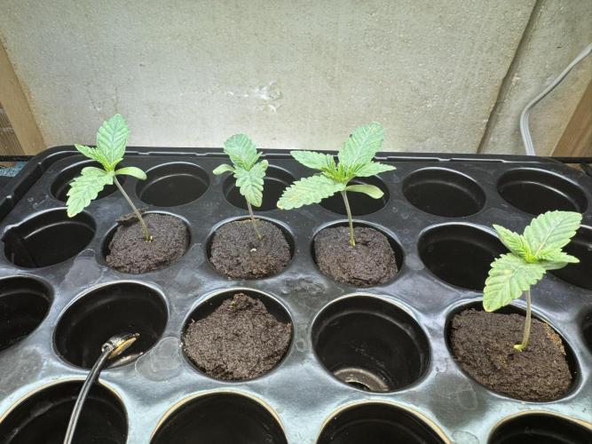 Unicorn Glitter RDWC. Week 1 - Photo from 1/30/26.  Day 1 Veg?  Sure, close enough.
