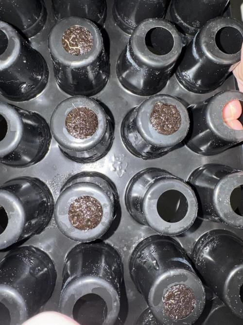 Unicorn Glitter RDWC. Week 1 - Terrible photo. Trying to document the little roots showing. 2.2.26