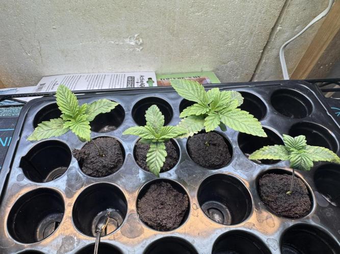 Unicorn Glitter RDWC. Week 1 - Image from Monday, Feb 2. It seems we have 2 clear front runners.