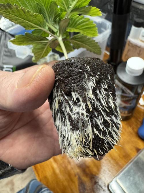 Unicorn Glitter RDWC. Week 1 - 2.5.26 Nice root development. They're read to go in the DWC