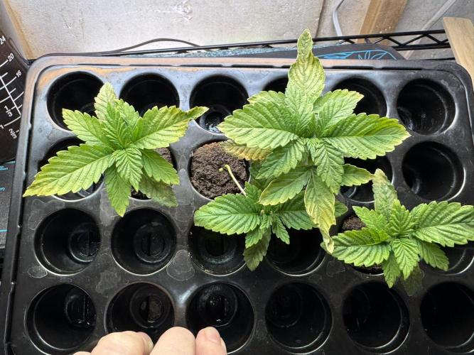 Unicorn Glitter RDWC. Week 1 - Thursday 2.5.26. Doing well, but showing signs of deficiency. 