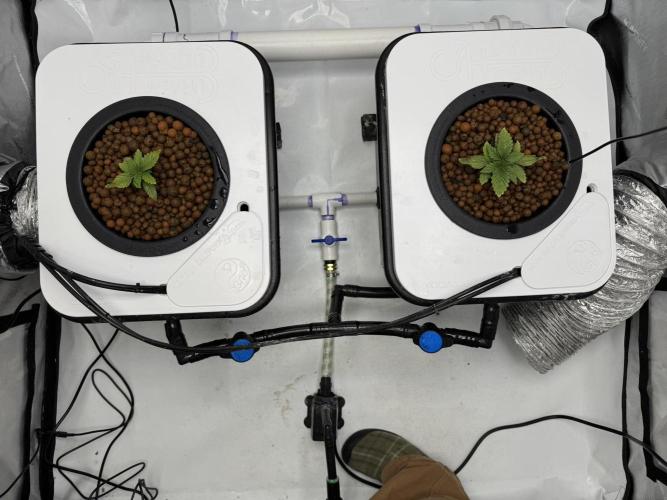 Unicorn Glitter RDWC. Week 1 - In their forever homes, Plug 1 on the left, Plug 2 on the right. 2.5.26