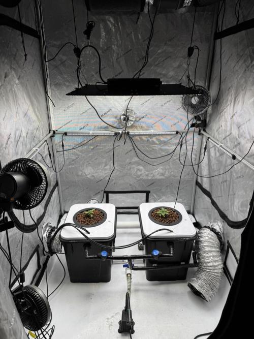 Unicorn Glitter RDWC. Week 1 - I never realize how bad my cable management is until I see a photo of it. 2.5.26