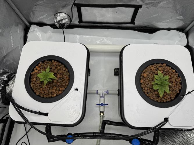 Unicorn Glitter RDWC. Week 2 - 2.9.26 Monday Evening. Not much action yet. 