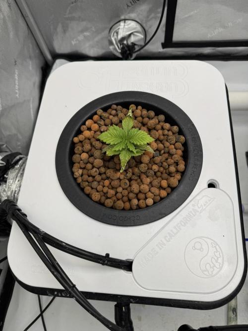 Unicorn Glitter RDWC. Week 2 - Plug 1, 2.9.26