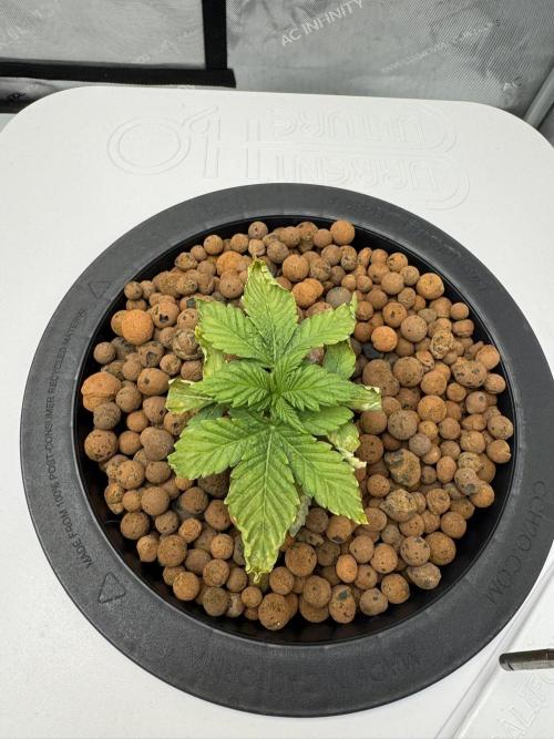 Unicorn Glitter RDWC. Week 2 - Plug 2, 2.9.26