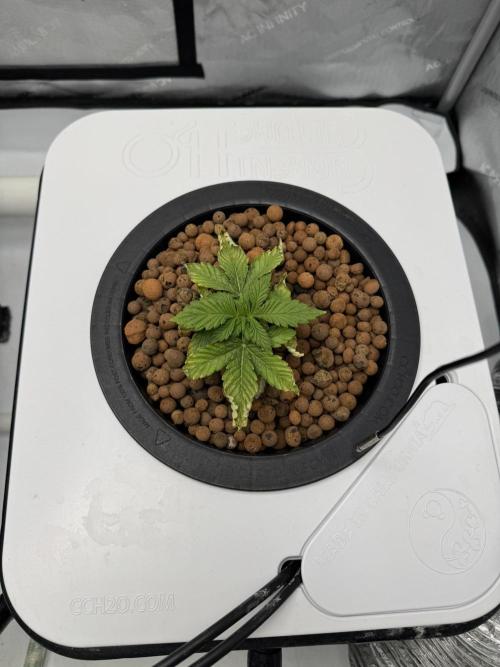 Unicorn Glitter RDWC. Week 2 - Plug 2, 2.11.26