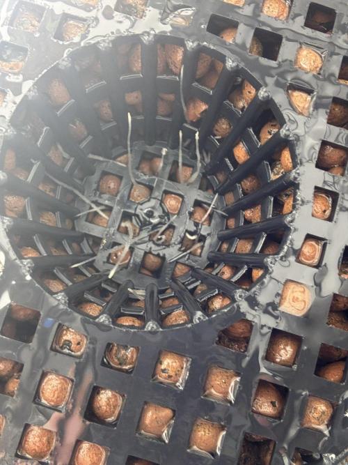 Unicorn Glitter RDWC. Week 2 - Roots, Plug 2, 2.12.23