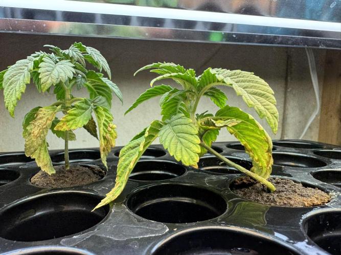 Unicorn Glitter RDWC. Week 2 - The leftovers, still limping along. Bosai? 2.12.26