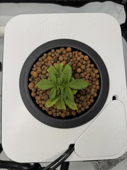 Unicorn Glitter RDWC. Week 2 - Plug 2, trimmed, 2.13.26