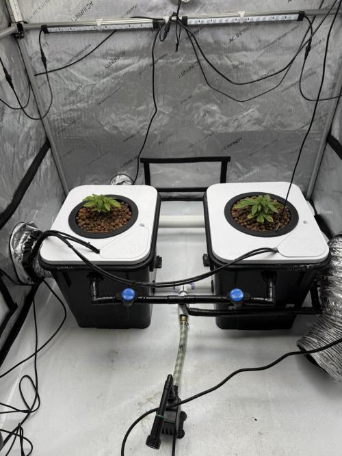 Unicorn Glitter RDWC. Week 3 - Sunday, 2.15