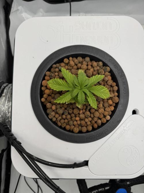 Unicorn Glitter RDWC. Week 3 - Plug 1, Sunday 2.15