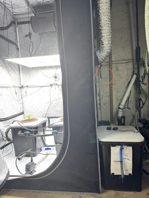 Unicorn Glitter RDWC. Week 3 - Tent/Reservoir set up. 2.15