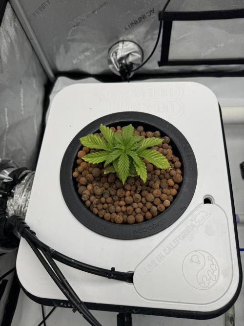 Unicorn Glitter RDWC. Week 3 - Plug 1, Monday 2.16. Noticeable day over day growth. 