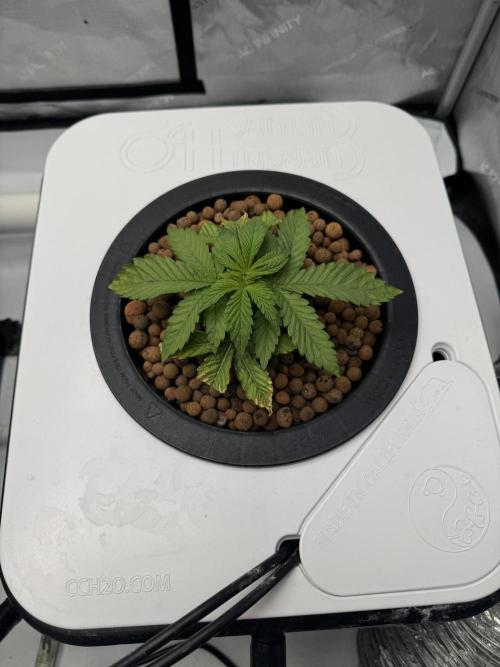 Unicorn Glitter RDWC. Week 3 - Plug 2, Monday 2.16. Noticeable day over day growth.
