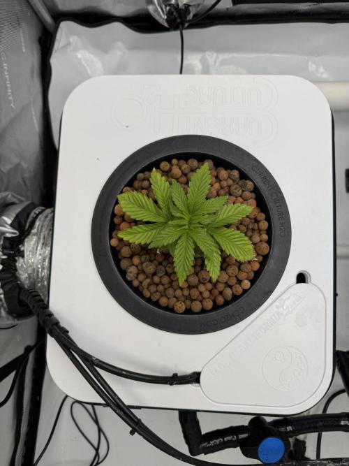 Unicorn Glitter RDWC. Week 3 - Plug 1, Tuesday 2.17