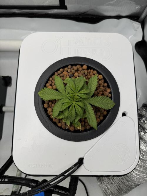 Unicorn Glitter RDWC. Week 3 - Plug 2, Tuesday 2.17