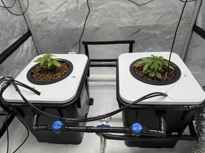 Unicorn Glitter RDWC. Week 3 - The happy couple, Tuesday 2.17